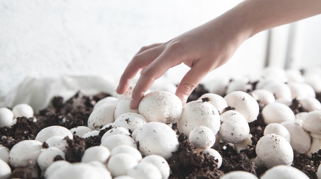 Необычное применение теплиц: как можно вырастить грибы?