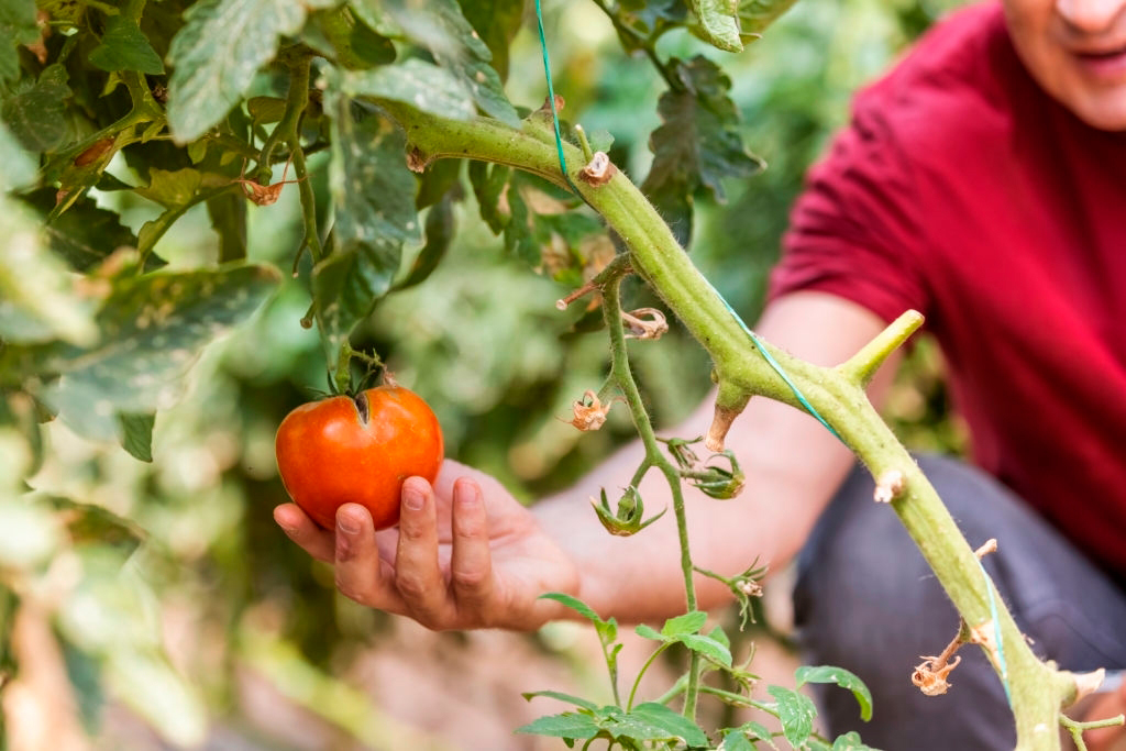 Что делать, если помидоры вытягиваются в теплице? (видео) - sapsanmsk.ru